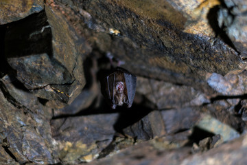 Small bat in a cave