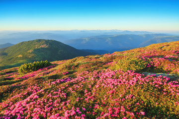 Fototapeta premium The lawns are covered by pink rhododendron flowers. Beautiful photo of mountain landscape. Concept of nature rebirth. Summer scenery. Blue sky with cloud. Location Carpathian, Ukraine, Europe.