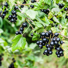 Blackcurrant Berries on a Branch