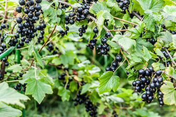 Blackcurrant Berries on a Branch