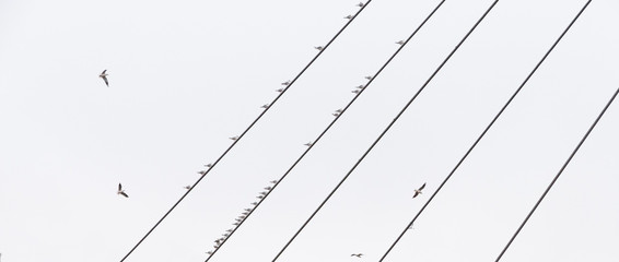 Animal. groupes oiseaux, des mouettes, alignés sur des câbles en diagonal.