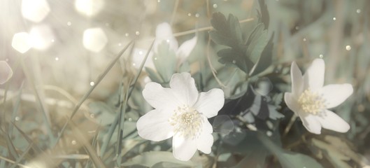 Flower meadow in spring - wood anemone in the sun with bokeh lights