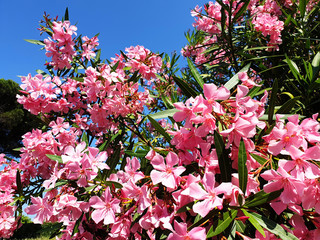 Pink Nerium or Nerium oleander flowers against a blue sky.