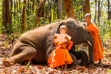 Novices or monks hug elephants. Novice Thai standing and big elephant with forest background. Monk...