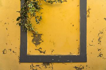 Old yellow peeling paint wall frame background with one part covered in ivy