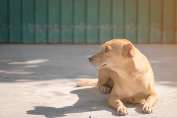 Small dog lay down on the concrete floor.