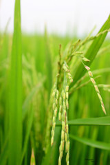 Raw paddy fields ShawonBennington