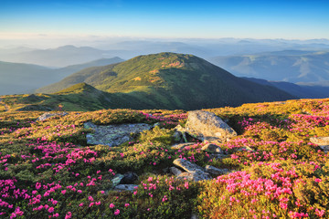 Fototapeta na wymiar Marvelous summer day. The lawns are covered by pink rhododendron flowers. Beautiful photo of mountain landscape. Concept of nature rebirth. Location place Carpathian, Ukraine, Europe.