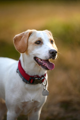Beautiful healthy nice dog mixed breed collie in summer evening meadow. Sun in background, golden hour.