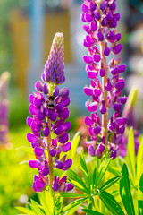 lupine flowers on a background of green in the rays of the sun