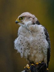 Falco biarmicus, Sokol, Raroh juzny, sokol tmavy,Lanner Falcon, Lannerfalke