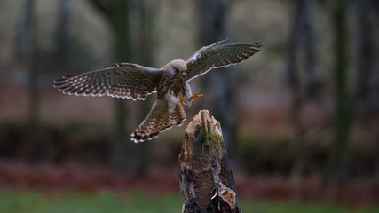 Falco tinnunculus,sokol mysiar, postolka, pustovka, The common kestrel,cernicalo