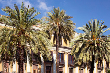 Fototapeta na wymiar View of palm trees and historical, traditional, old buildings at famous city square called 