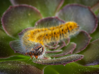 Caterpillar in its natural environment. Macro photography.