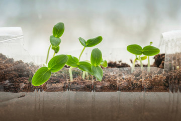 Recycled plastic bottle with seedlings closeup, ecology, cultivation, home agriculture, horticulture concept