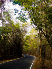 road in forest