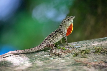 Lizard or Gecko with Orange 