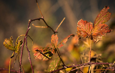 light and shadow on dry leaves at sunset
