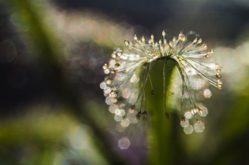 sundew drosera drops reflection