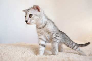 Scottish fold Shorthair kitten grey white striped on a beige fur background.