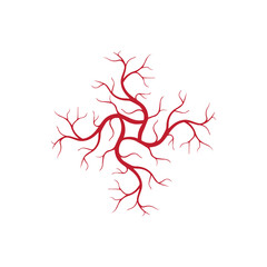 human veins, red blood vessels design and arteries Vector illustration isolated