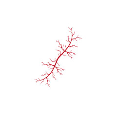 human veins, red blood vessels design and arteries Vector illustration isolated