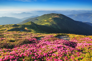 Naklejka na ściany i meble Summer landscape with mountain, the lawns are covered by pink rhododendron flowers with the foot path. Wallpaper background. Concept of nature rebirth. Location place Carpathian, Ukraine, Europe.