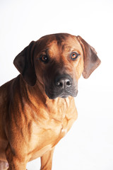 Obraz premium Rhodesian Ridgeback isolated on a white background