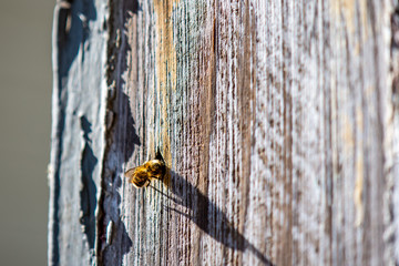 Mason Bee Investigating a Nail Hole in Weathered Wood