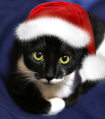 cat in santa hat