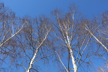Fototapeta na wymiar Birch trees against the blue sky. The concept of spring, warming and changing seasons.