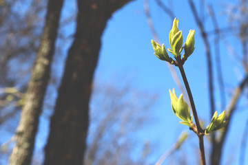 The first gentle leaves and buds against the blue sky. Selective soft focus. The concept of spring, warming and changing seasons.