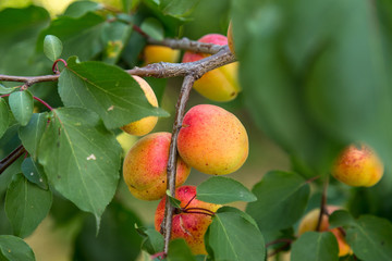 Apricot ripes on a tree branch. Natural camera against sun effect. Authentic farm series.