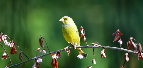 Männlicher Grünfink