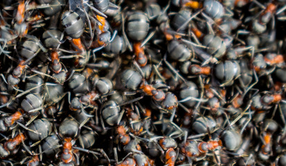 Lots of ants. Ant moss. Concept- agglomeration