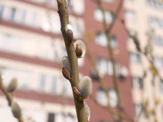 The first spring gentle leaves, buds and branches on the background of the building. Spring concept. Selective soft focus, close-up.