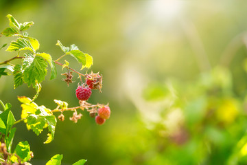 Branch of ripe raspberries. Harvest natural organic berries. Authentic farm series.