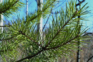 Green branches of spruce against the blue sky