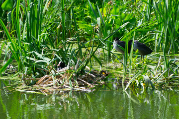 Coot's nest on the city pond