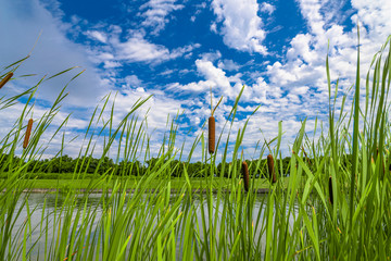 Bulrush, cattails and reeds at pond in green beautiful park. Typha latifolia - obrazy, fototapety, plakaty