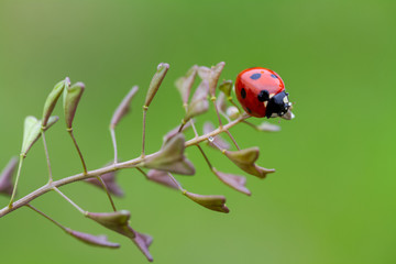 ladybug on leaf