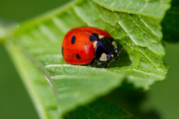 ladybug on leaf