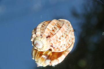 Spiral ribbed harp ocean predatory snail shell