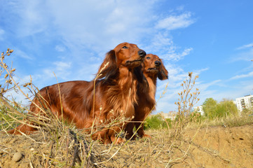 two dogs