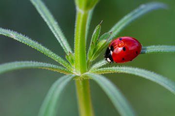 Obraz premium ladybug on green leaf
