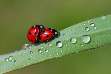 ladybug on green leaf