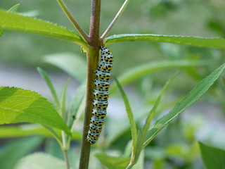 Raupe vom Schwalbenschwanz