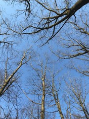 branches of a tree against blue sky