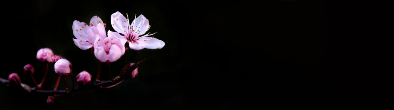 Spring flower banner panorama - Pink beautiful blooming cherry blossoms isolated on black dark background, with space for text