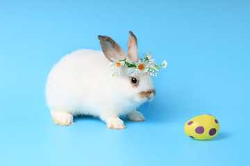 Fototapeta na wymiar Happy white bunny rabbit wearing daisy flower crown with painted Easter egg on blue background. Celebrate Easter holiday and spring coming concept.